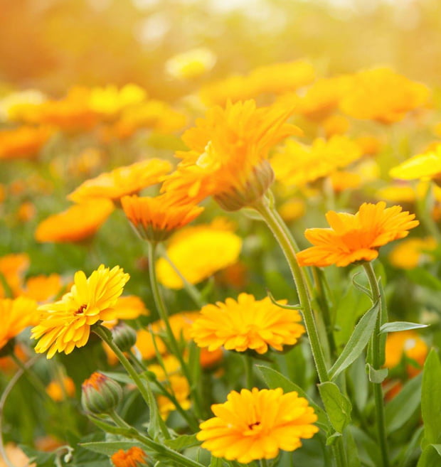 Entorno y sostenibilidad en Arecu